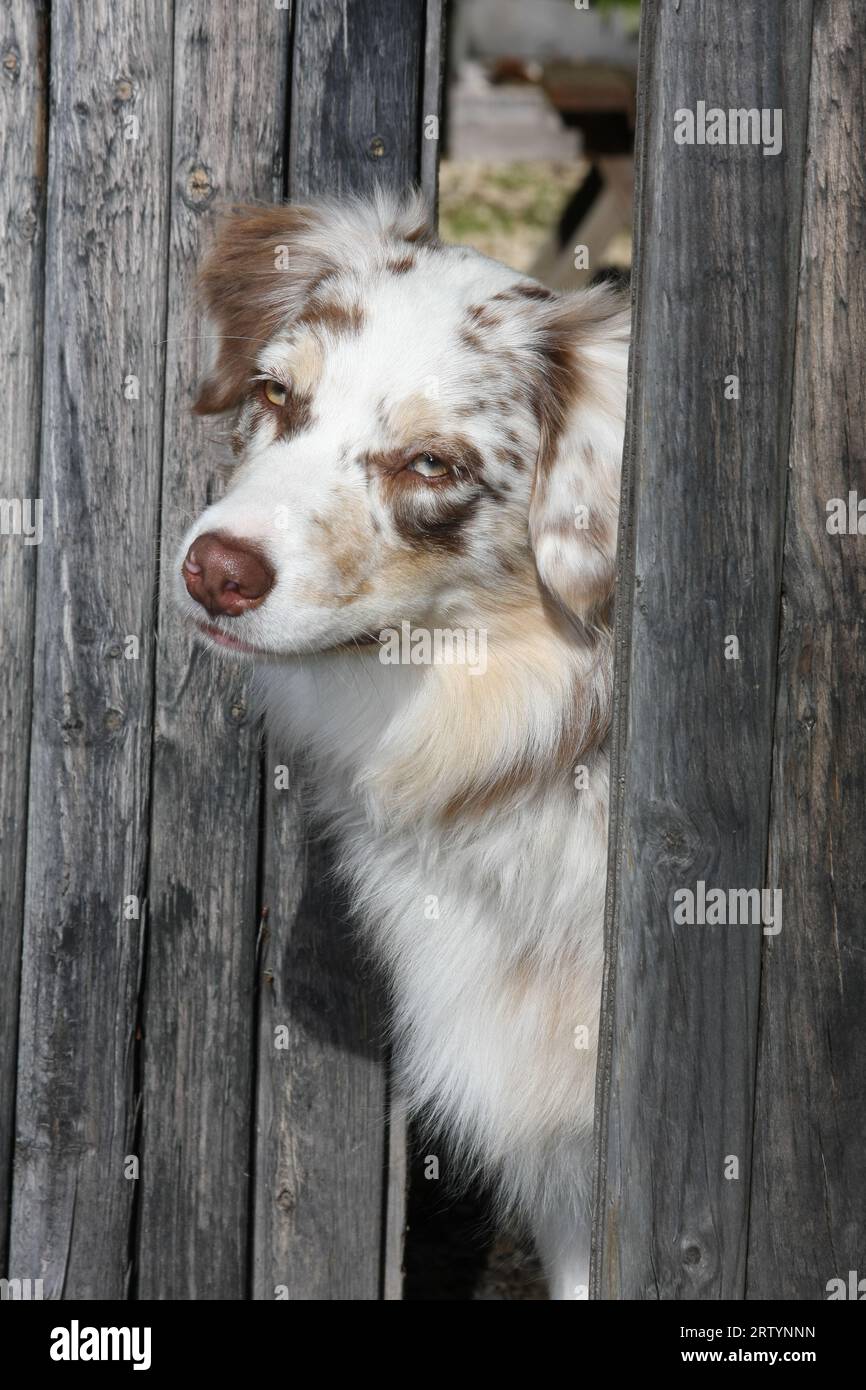 Il pastore australiano sbircia attraverso le tavole di recinzione. Foto Stock