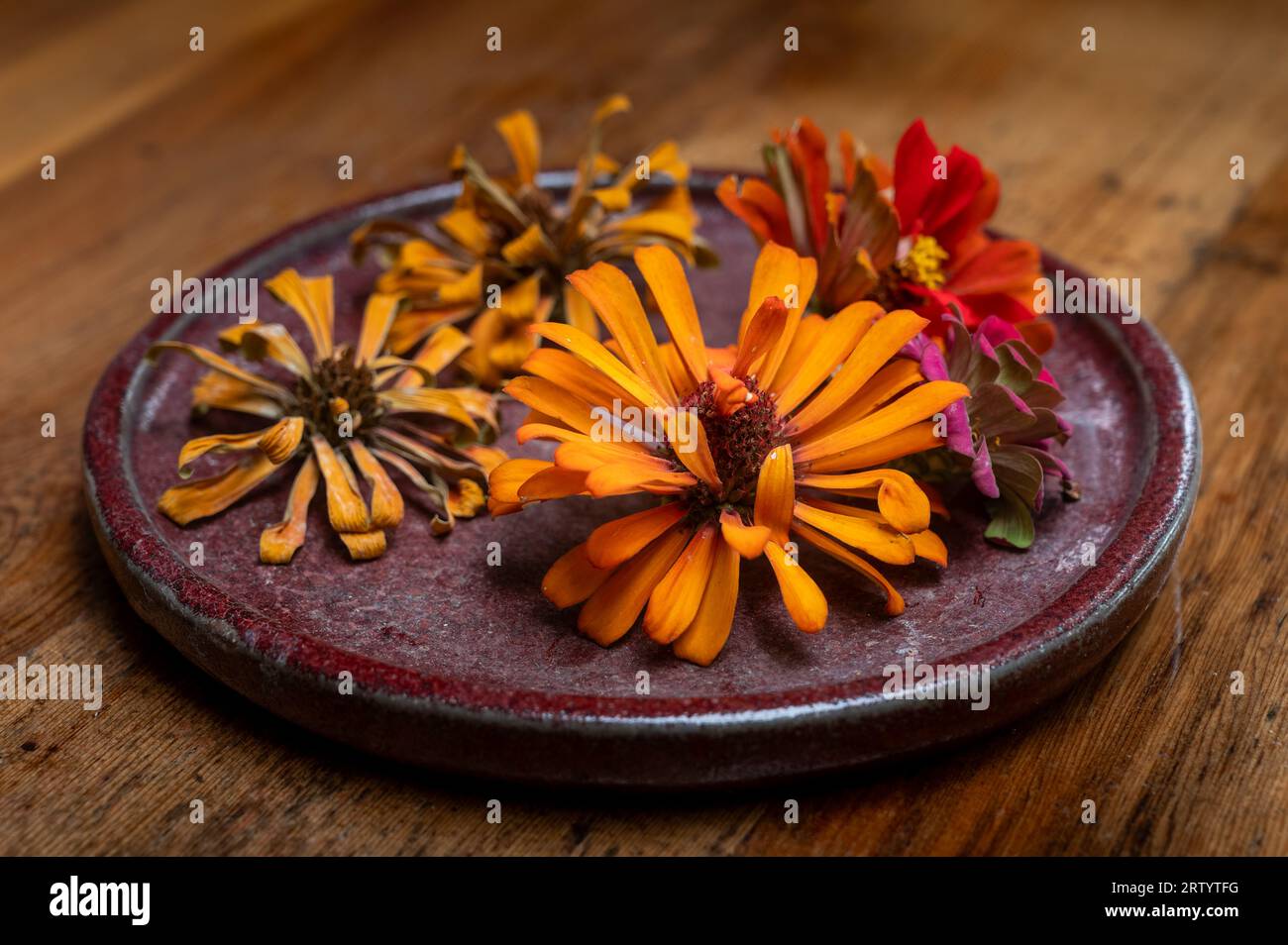 Piatto di fiori di pinay essiccati per raccogliere i semi. Foto Stock