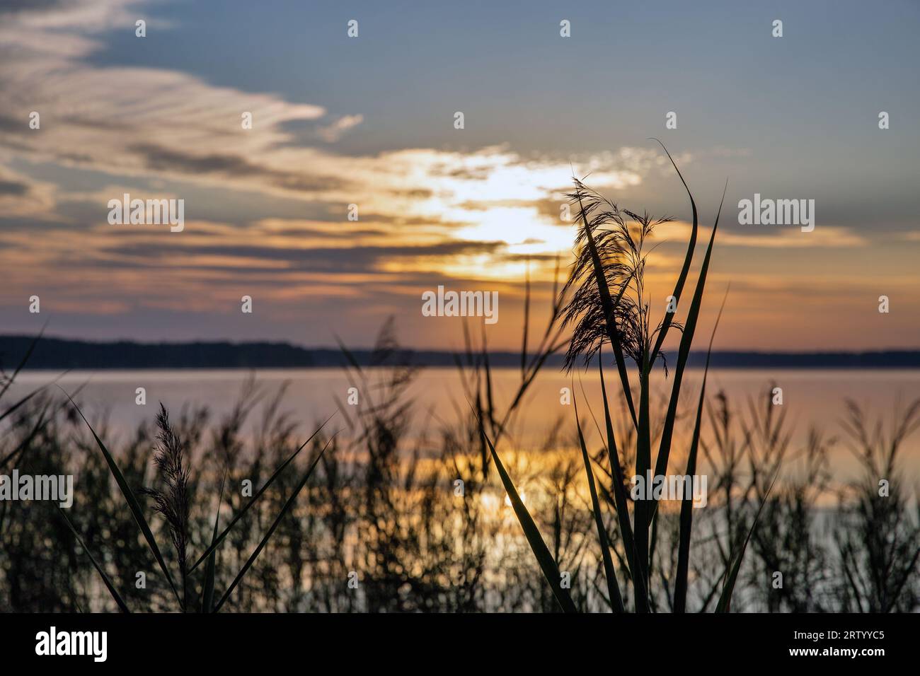 Il sole dell'alba guarda le precipitazioni sul lago bianco nella regione di Rivne, Ucraina. Foto Stock