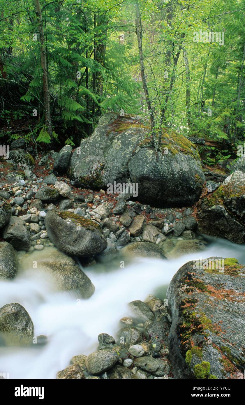 Stryen Creek su Stein River Trail, Stein Valley Nlaka'pamux Heritage Park, British Columbia, Canada Foto Stock
