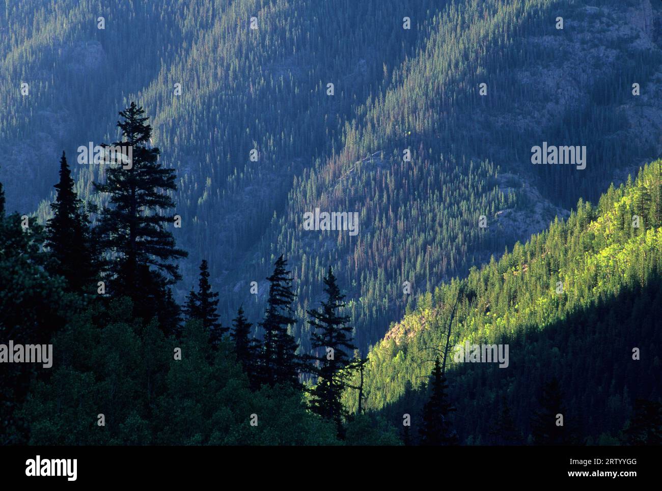 Lago Fork del canyon Gunnison, Alpine Loop National Back Country Byway, Colorado Foto Stock