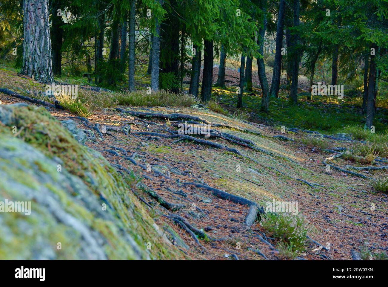 Paesaggio forestale con terreno collinare e tronchi di pino e radici in inverno. Foto Stock
