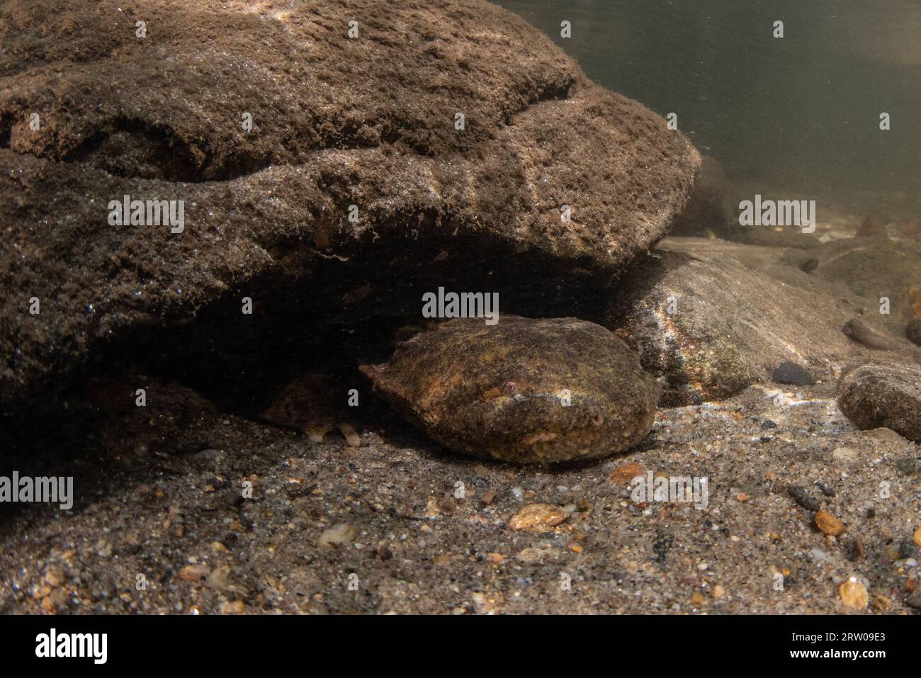 Un hellbender maschio (Cryptobranchus alleganiensis) che custodisce la sua tana sotto una roccia in un torrente d'acqua dolce negli Stati Uniti orientali. Foto Stock
