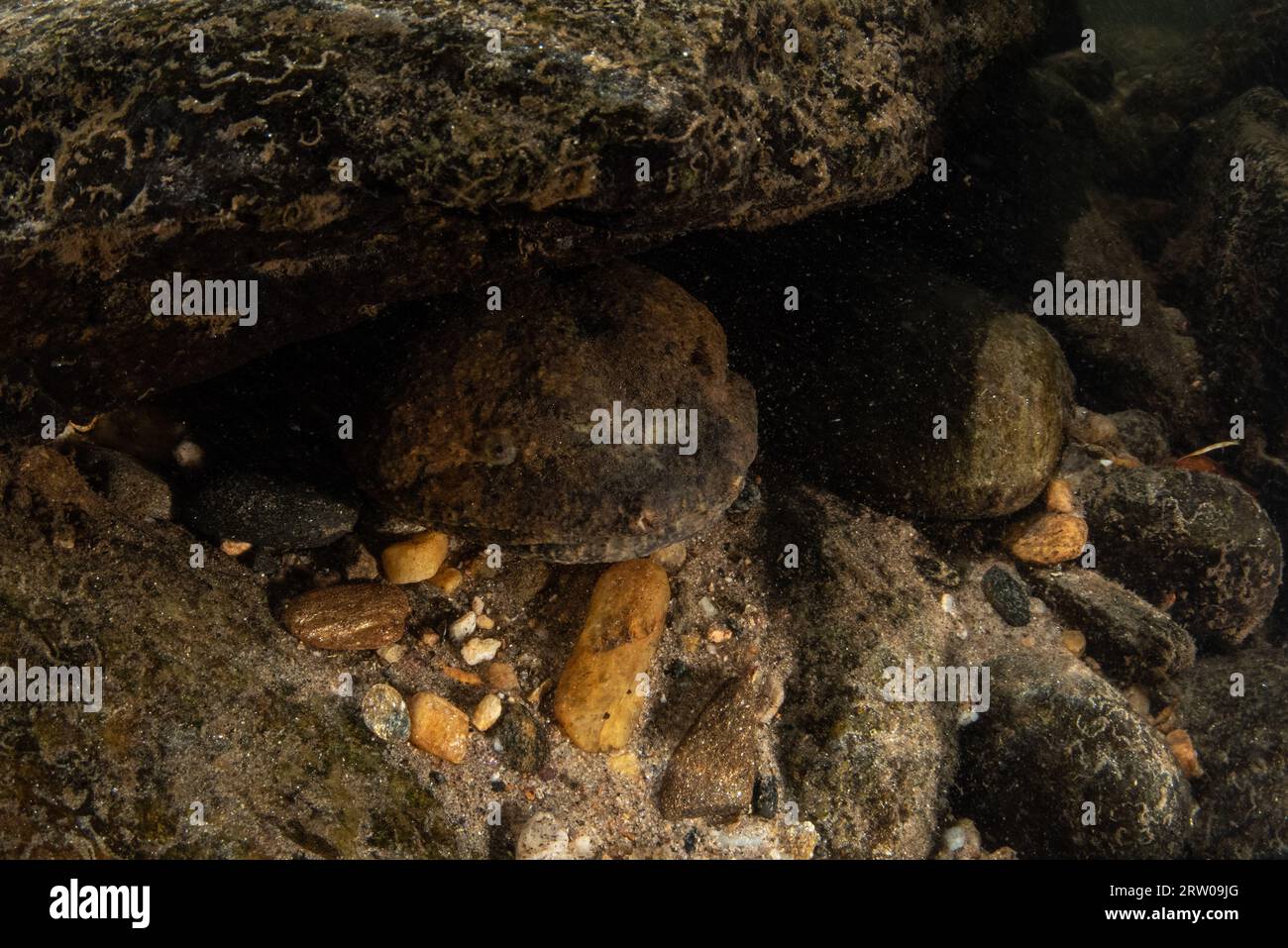 Un hellbender maschio (Cryptobranchus alleganiensis) che custodisce la sua tana sotto una roccia in un torrente d'acqua dolce negli Stati Uniti orientali. Foto Stock