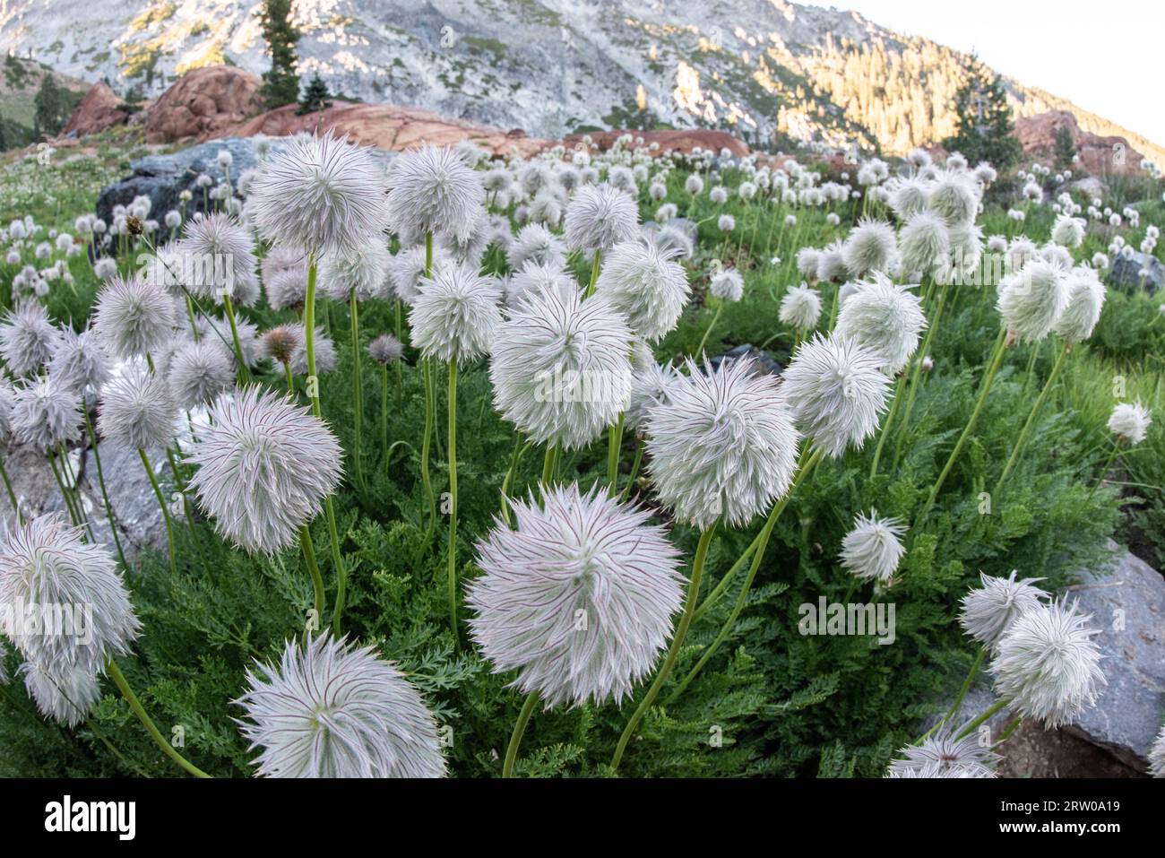 Insoliti e graziosi fiori di pasqueflower bianchi o occidentali (Anemone (Pulsalitta) occidentalis) che crescono nelle montagne delle trinity alps in California, USA. Foto Stock
