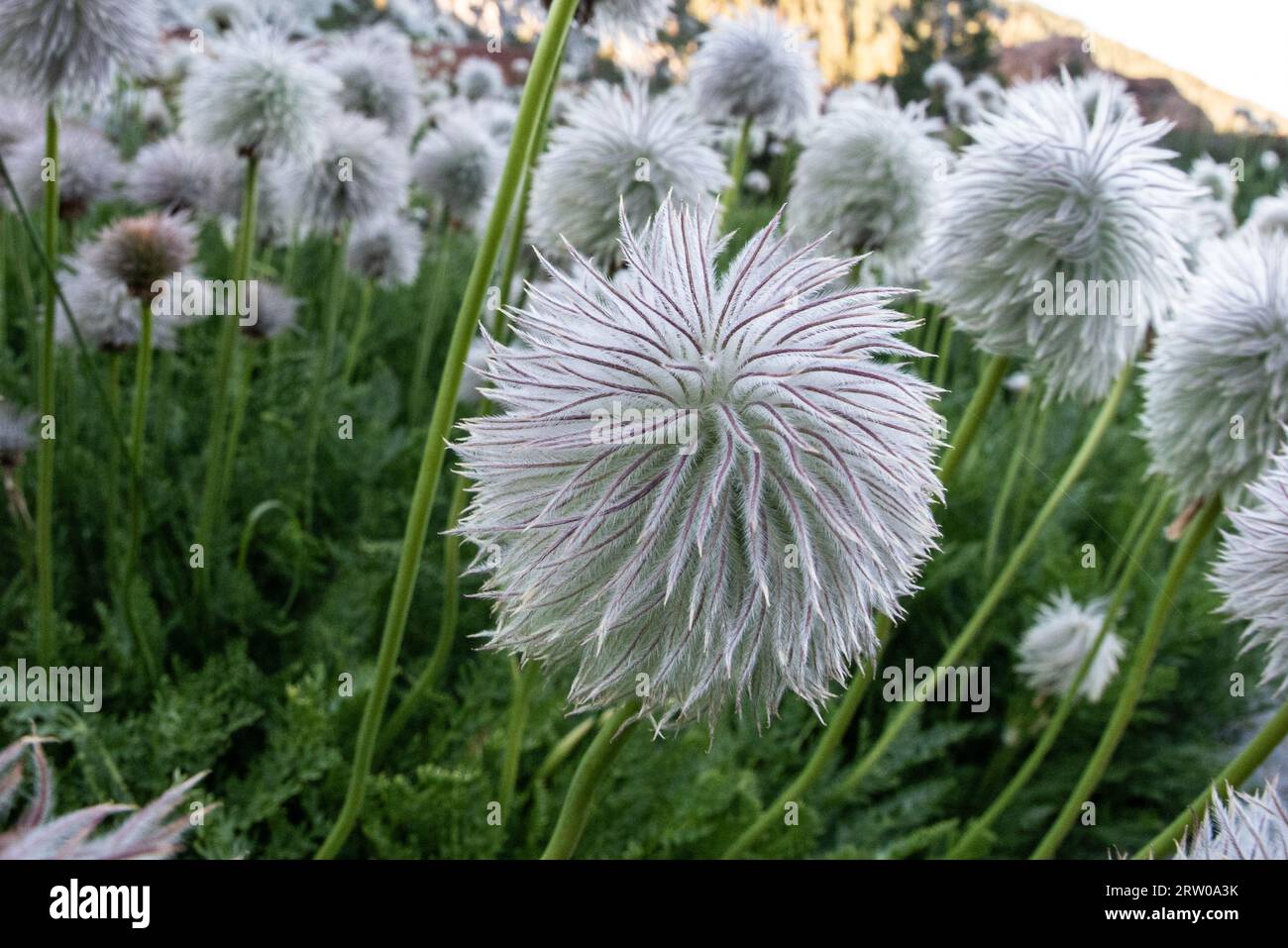 Insoliti e graziosi fiori di pasqueflower bianchi o occidentali (Anemone (Pulsalitta) occidentalis) che crescono nelle montagne delle trinity alps in California, USA. Foto Stock