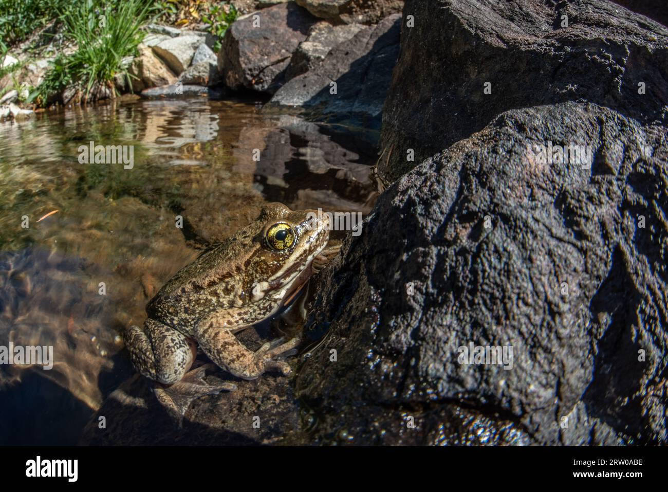 Cascades Frog (Rana cascadae) una specie anfibia minacciata trovata in California, Washington e Oregon. Foto Stock