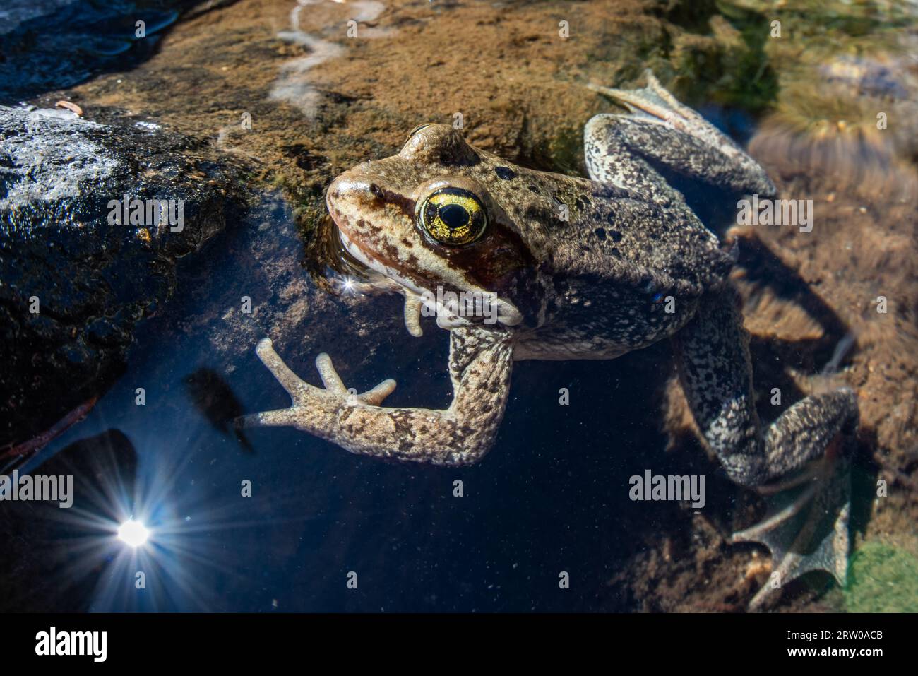 Cascades Frog (Rana cascadae) una specie anfibia minacciata trovata in California, Washington e Oregon. Foto Stock