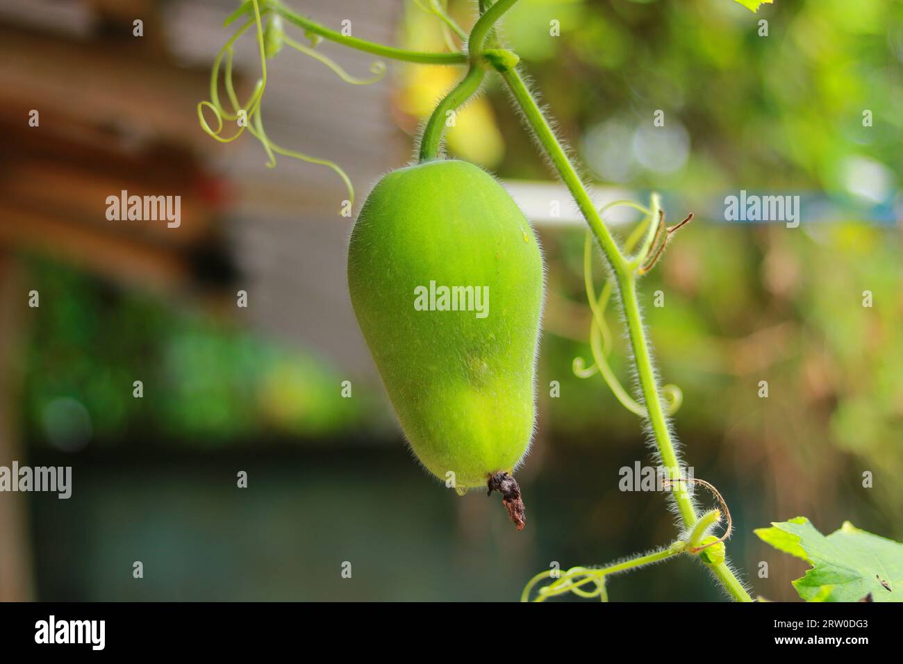 Zucca di cera o chalkumra vegetale biologico, zucca di cera verde biologica negli alberi Foto Stock