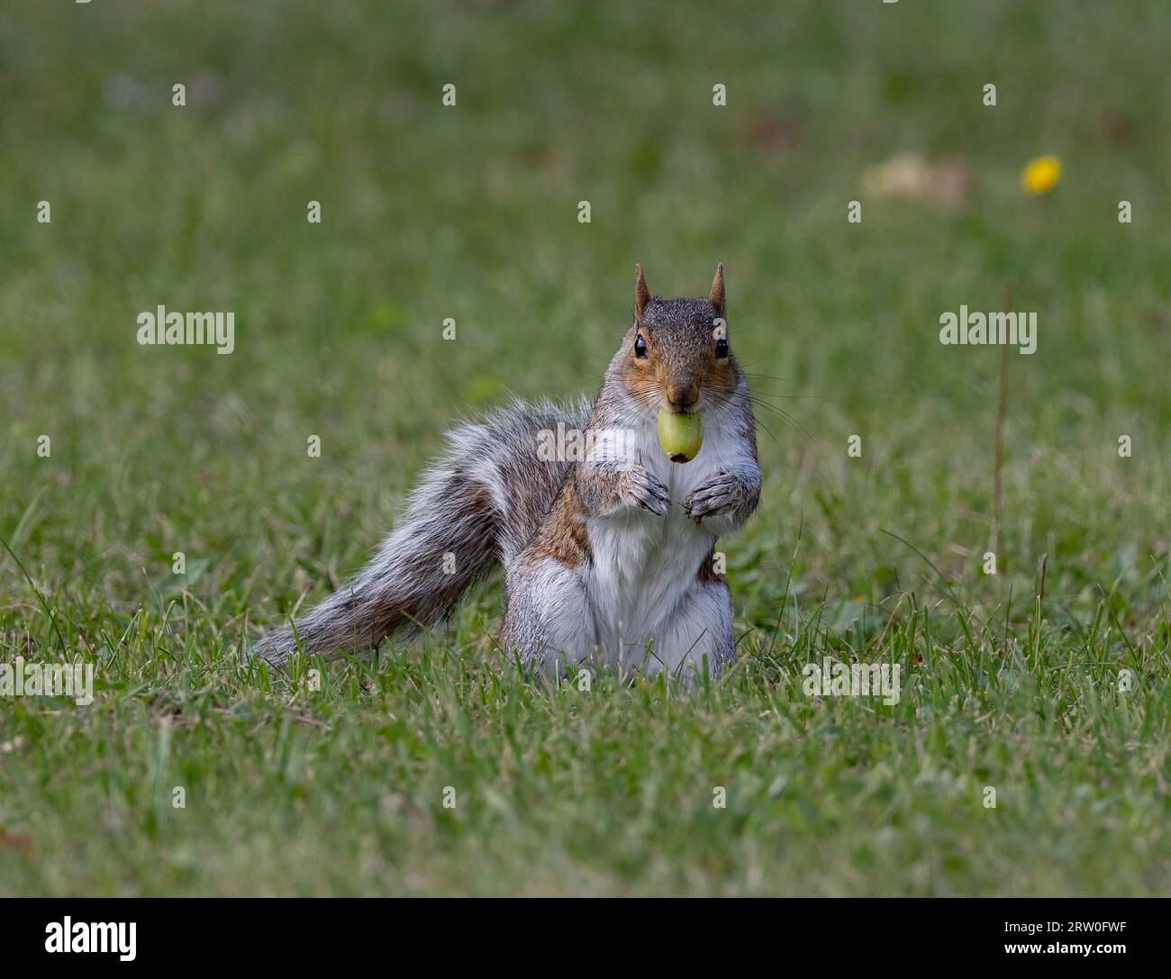 Un allegro scoiattolo grigio arroccato su una lussureggiante erba verde Foto Stock