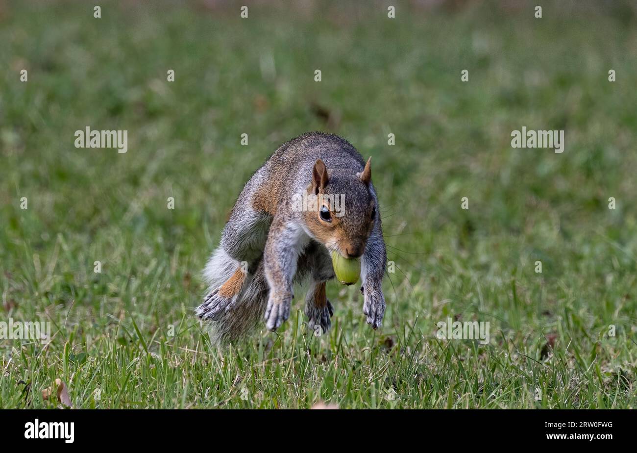 Un allegro scoiattolo grigio arroccato su una lussureggiante erba verde Foto Stock