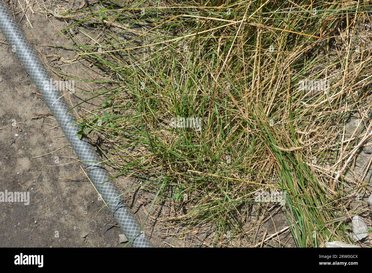 Sentiero all'aperto, innaffiatura dell'orto, fiori di casa. Erba verde lunga con erbacce verdi e tubo verde grigio per innaffiare i fiori. Foto Stock