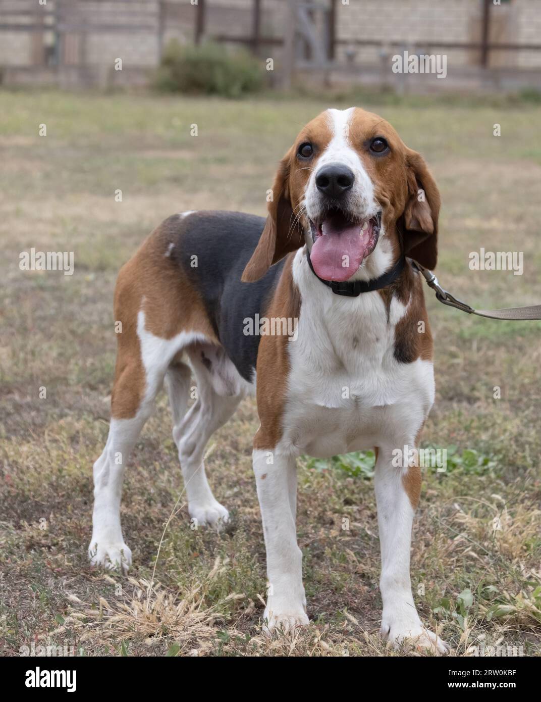 Un cane beagle felice con orecchie fluttuanti corre attraverso l'erba verde autunnale. Beagle attivo che si gode una passeggiata estiva. Un cane al guinzaglio per una passeggiata. Chiudi- Foto Stock