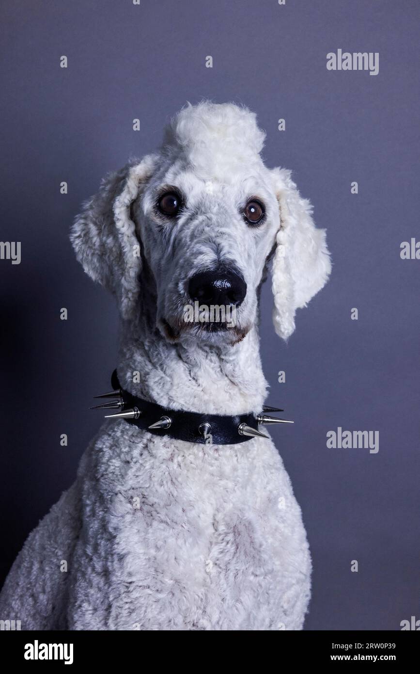 Cane bianco, barboncino, barboncino reale, barboncino grande con mohawk e colletto a spillo come punk, ritratto di animali, foto in studio, Colonia, Renania settentrionale-Vestfalia Foto Stock