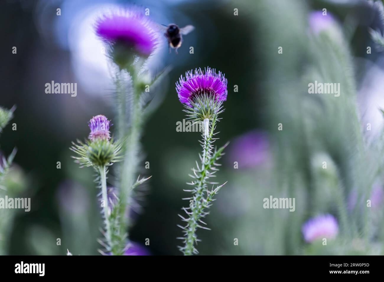 Bumblebee (Bombus) atterra sul fiore di un Carduus acanthoides in un campo, Colonia, Renania settentrionale-Vestfalia, Germania Foto Stock