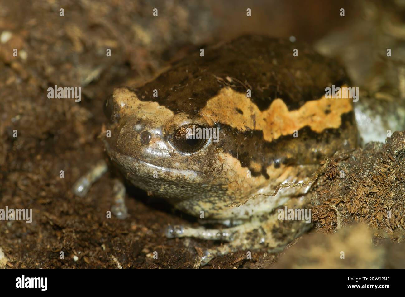Primo piano dettagliato su un toro in banda o una rana paffuto, Kaloula pulchra, seduto in un terrario nel commercio di animali domestici Foto Stock