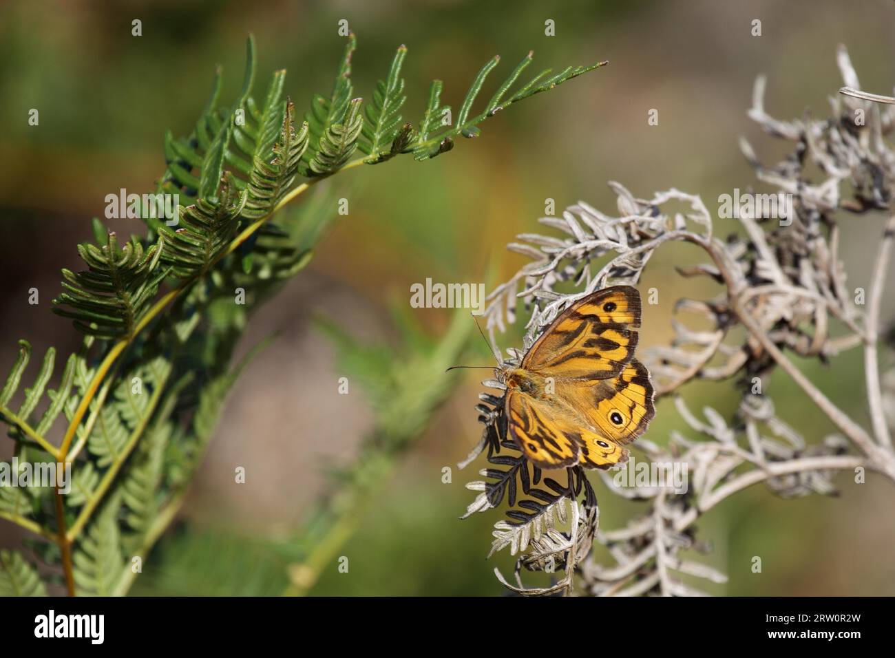 Common Brown (Heteronympha merope) a Phillip Island, Victoria, Australia Foto Stock