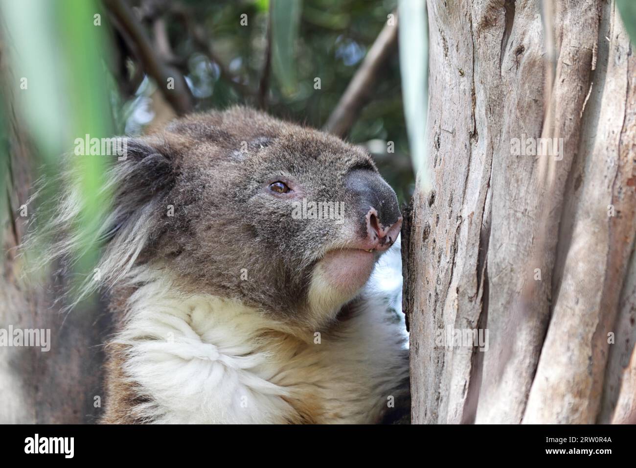 Koala (Phascolarctos cinereus) seduto in un albero di eucalipto al fiume Kennett sulla Great Ocean Road a Victoria, Australia Foto Stock