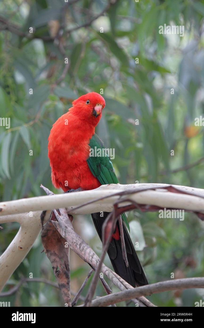 Pappagallo reale australiano maschile (Alisterus scapularis) seduto su un ramo del fiume Kennett sulla Great Ocean Road, Victoria, Australia. Re Parakeet Foto Stock