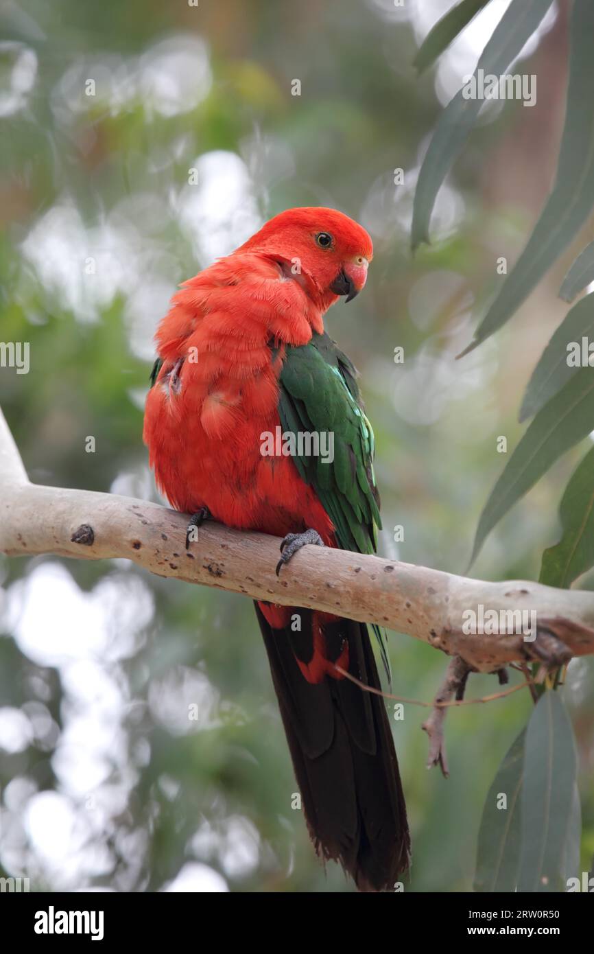 Pappagallo reale australiano maschile (Alisterus scapularis) seduto su un ramo del fiume Kennett sulla Great Ocean Road, Victoria, Australia. Re Parakeet Foto Stock