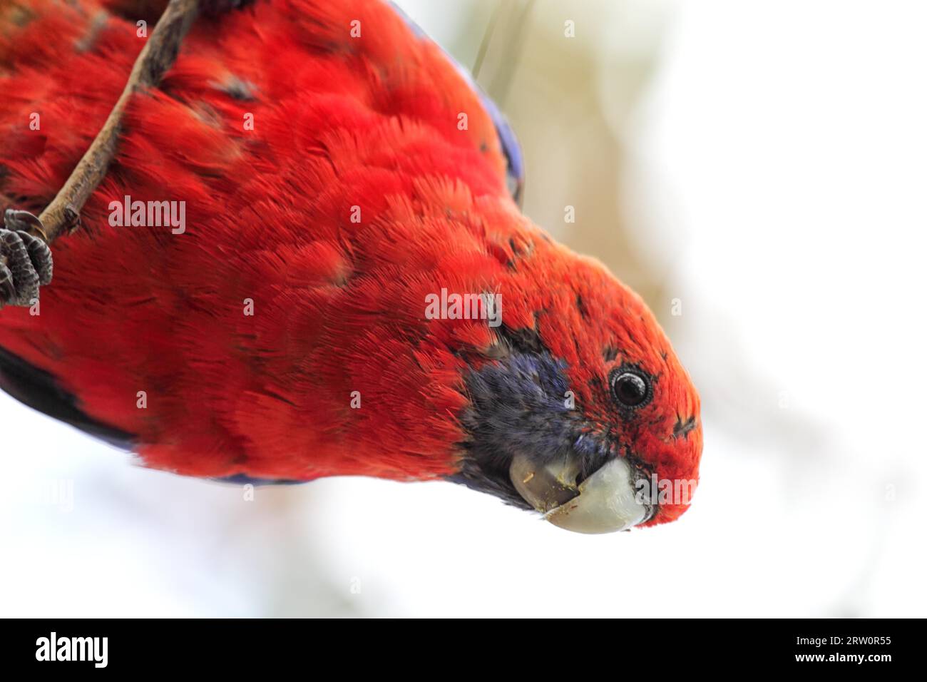 Crimson rosella (Platycercus elegans) a Kennett River sulla Great Ocean Road, Victoria, Australia Foto Stock