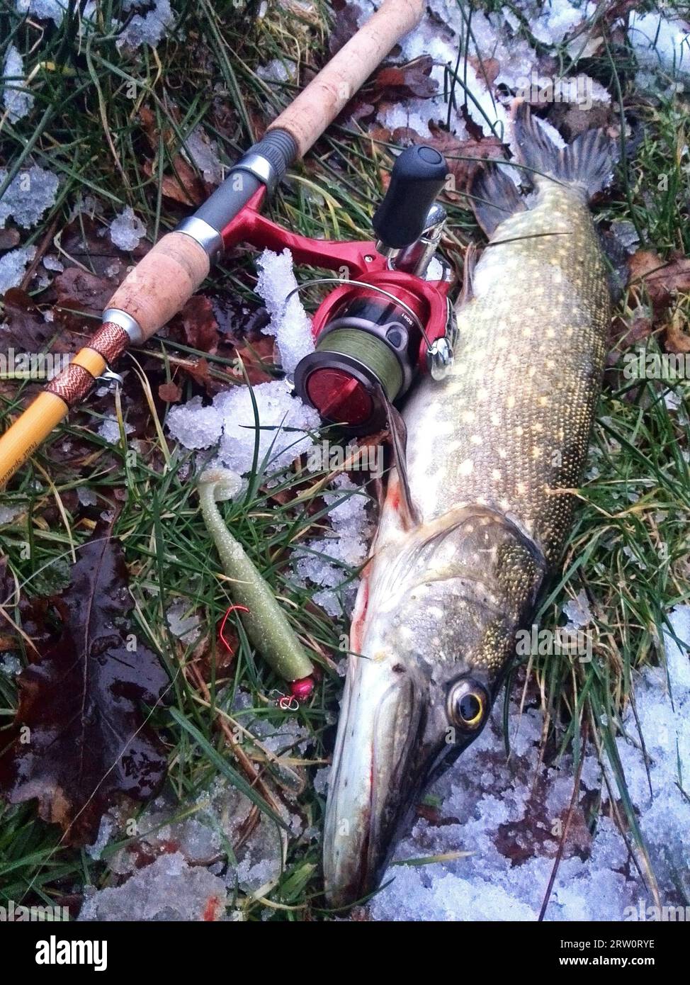 Pescato il luccio mentre girava in inverno Foto Stock