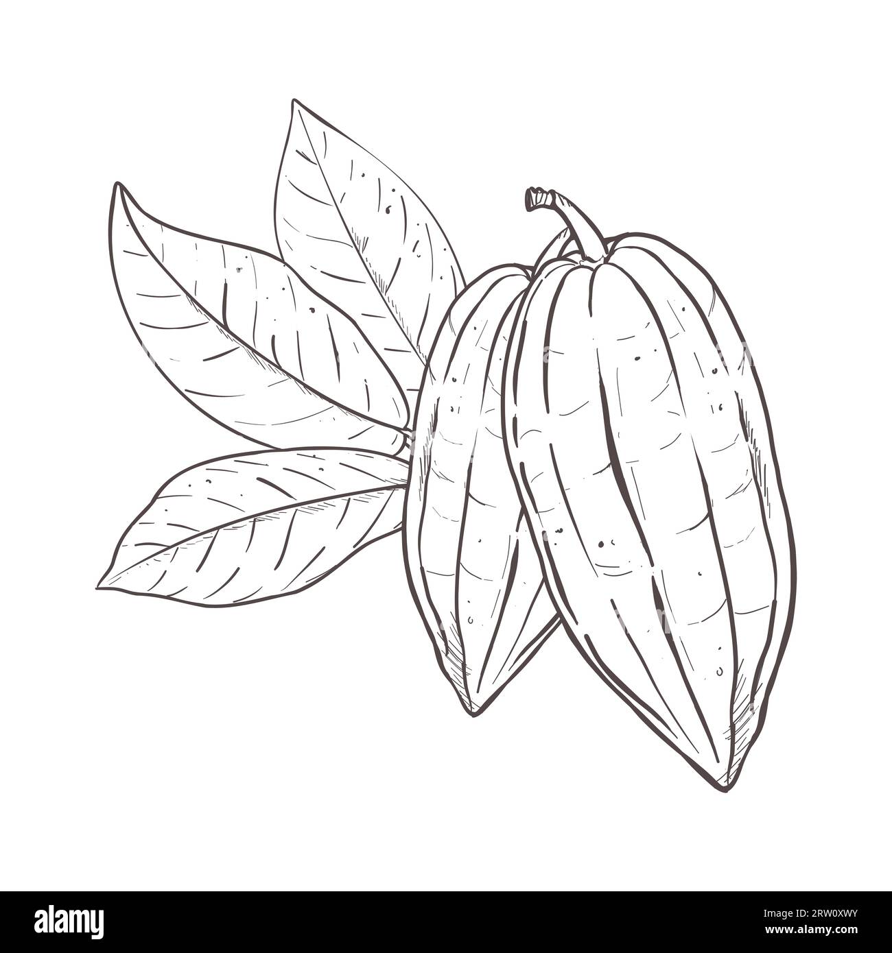 Serie di illustrazioni vettoriali di foglie di cacao e fagioli chiusi. Contorno nero della diramazione, disegno grafico. Per cartoline, decorazioni di design e composizione Illustrazione Vettoriale