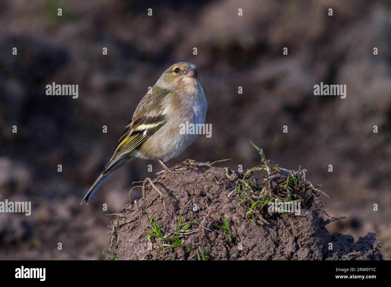 Uno chaffinch in cerca di cibo, Uno chaffinch comune è alla ricerca di foraggio Foto Stock