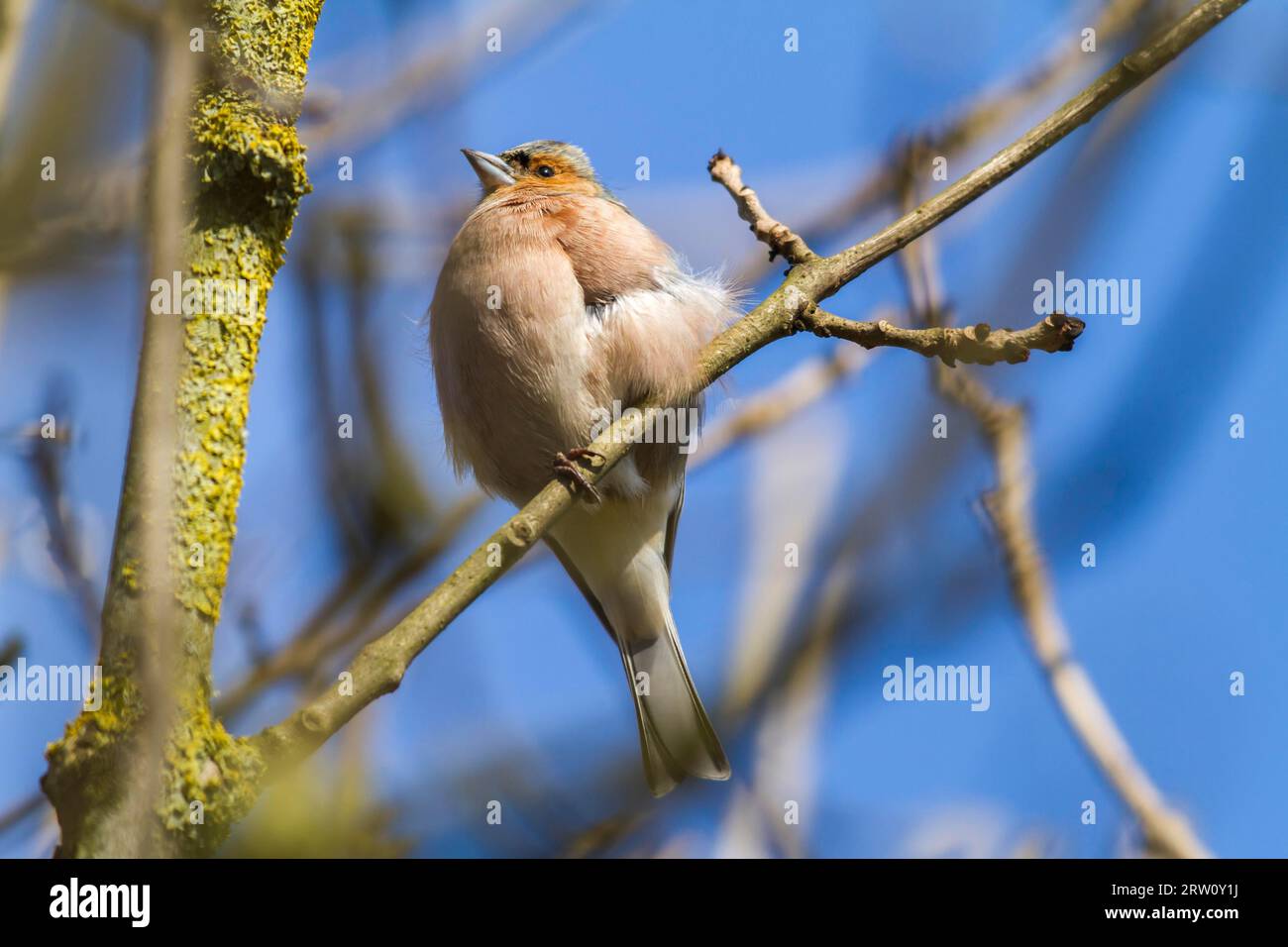 Uno chaffinch in cerca di cibo, Uno chaffinch comune è alla ricerca di foraggio Foto Stock