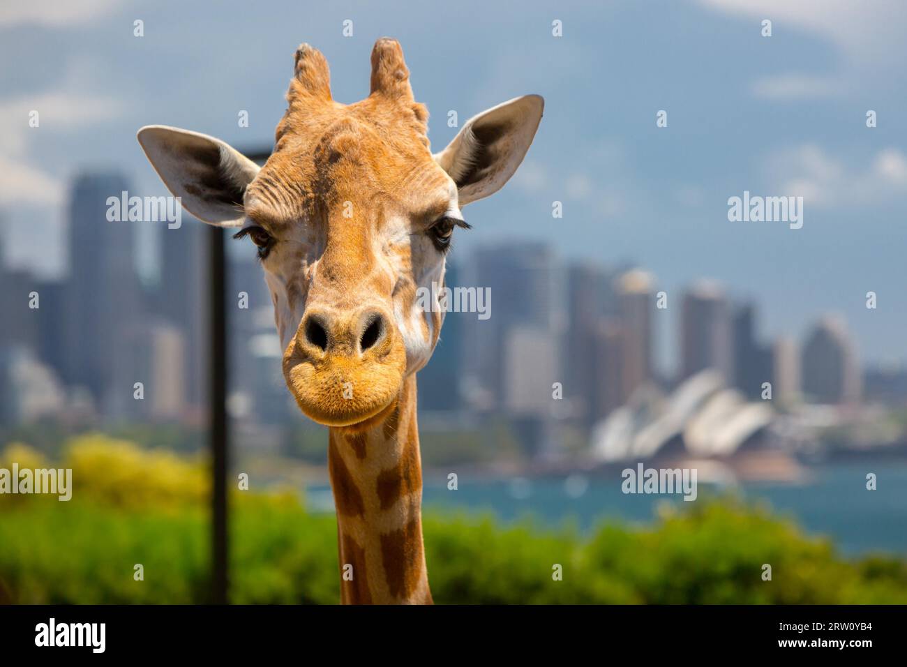 Le giraffe al Taronga Zoo si affacciano sul porto e sullo skyline di Sydney in una chiara estate#39, il giorno di Sydney, Australia Foto Stock