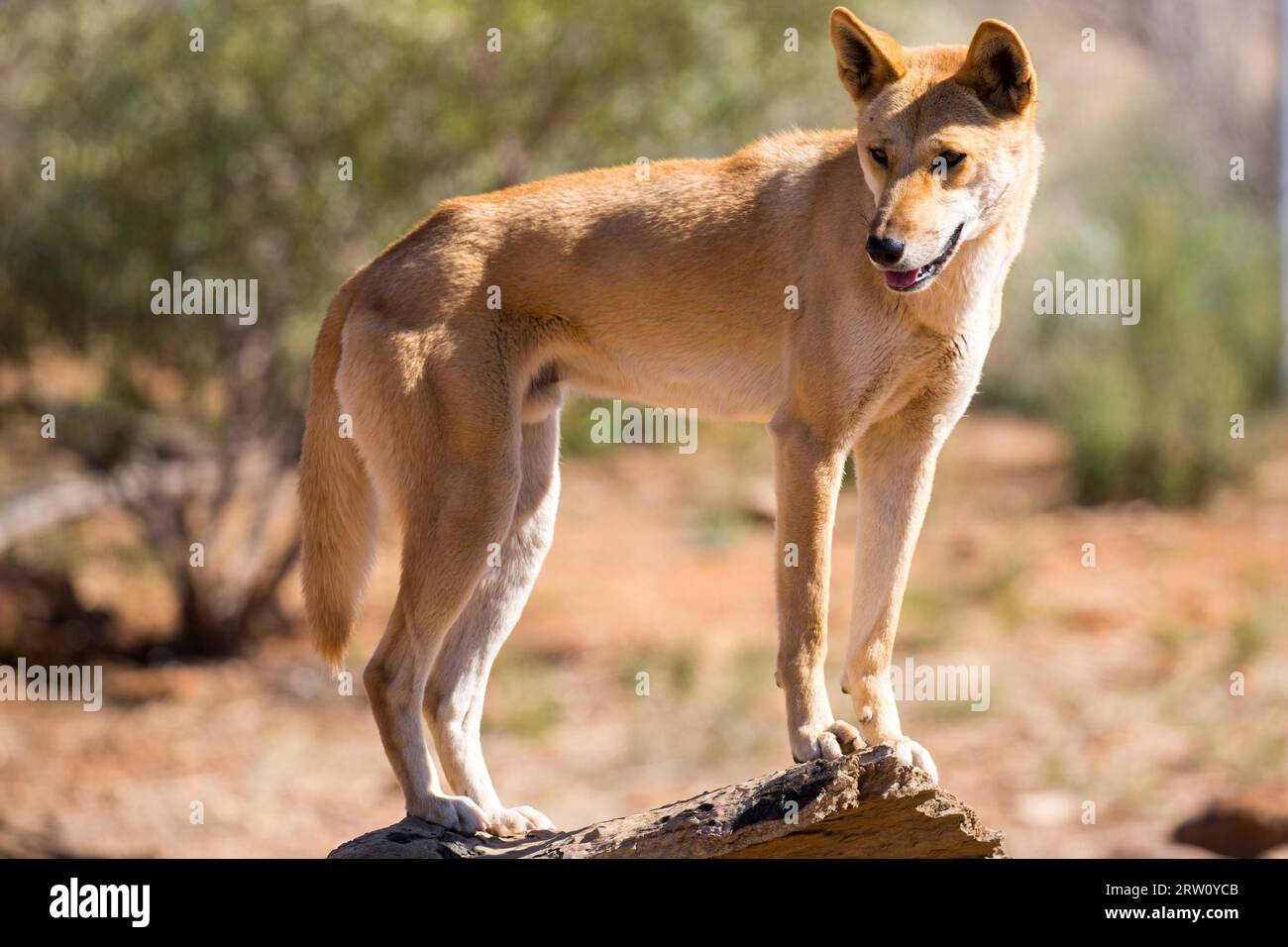 Un avviso dingo selvaggi nei pressi di Alice Springs, Territorio del Nord, l'Australia Foto Stock