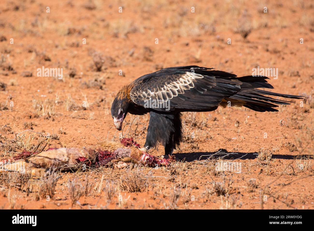 Un australiano cuneo-tail Eagle feed su un canguro morto nei pressi di Uluru nel Territorio del Nord, l'Australia Foto Stock