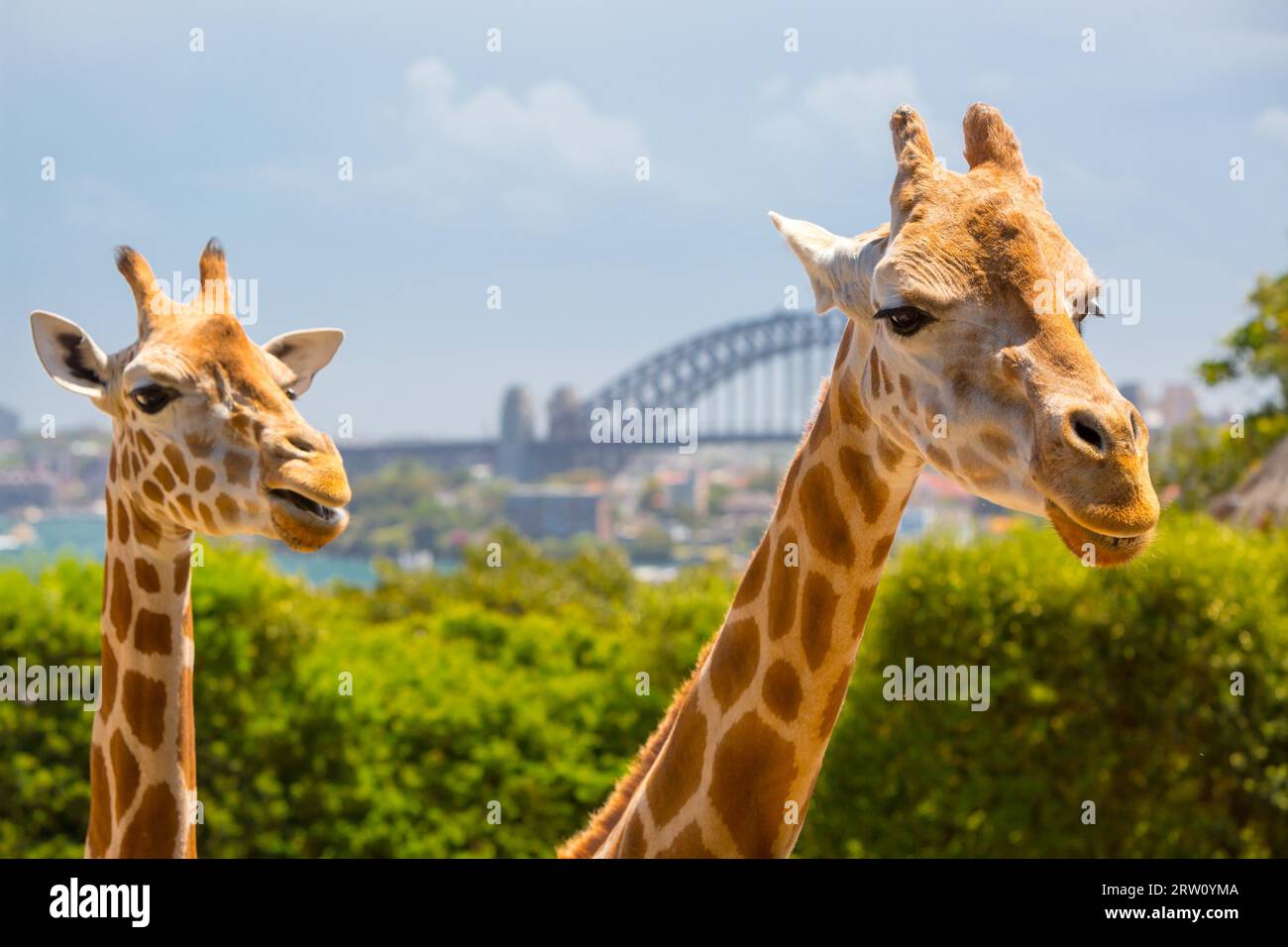 Le giraffe al Taronga Zoo si affacciano sul porto e sullo skyline di Sydney in una chiara estate#39, il giorno di Sydney, Australia Foto Stock