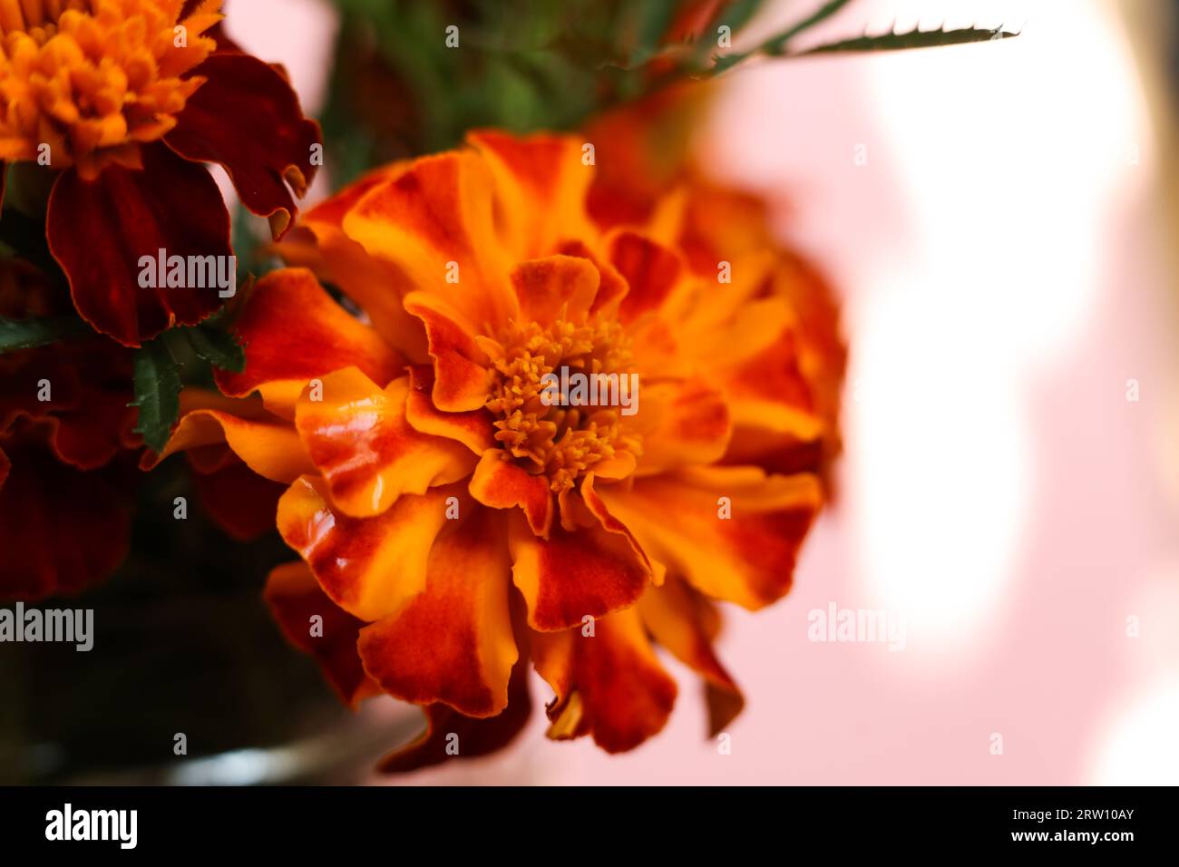 Patula Tagetes rosso brillante e arancione con messa a fuoco selettiva, i fiori di calendula francesi Foto Stock