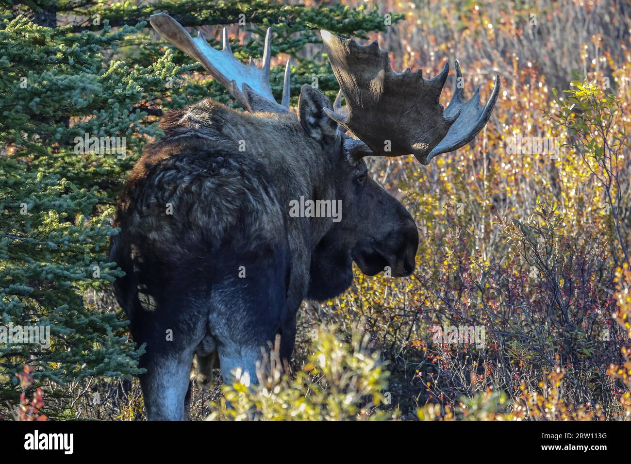 Vista posteriore di un impressionante alci maschio nel tardo pomeriggio di luce nel Parco Nazionale di Denali, Alaska Foto Stock