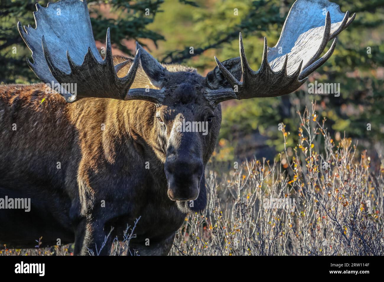 Ritratto di un impressionante Moose maschio con enormi antlers nella luce del tardo pomeriggio a Denali Natia Foto Stock