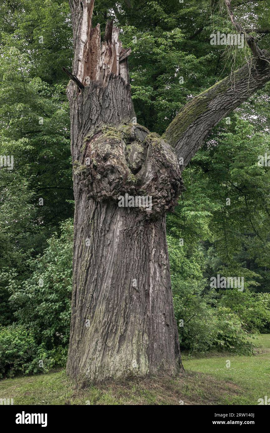 Greiz Park è uno dei parchi paesaggistici più belli della Turingia. È stato creato intorno al 1650 come giardino da cucina e in seguito è stato ridisegnato diversi Foto Stock