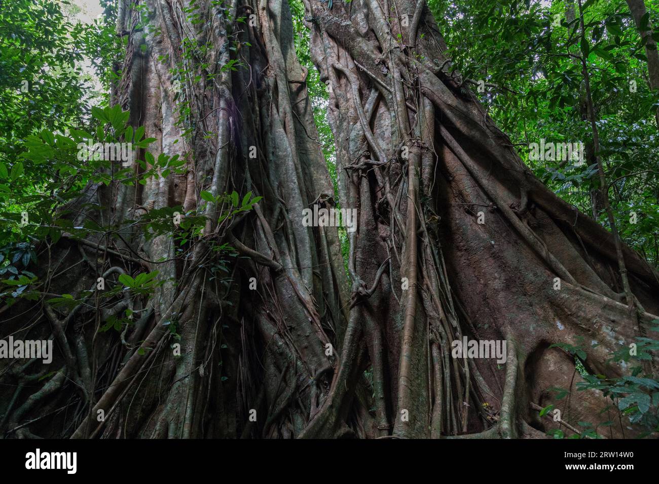 Grandi alberi nella foresta di daintree nella gola di Mossman nel Queensland, Australia Foto Stock