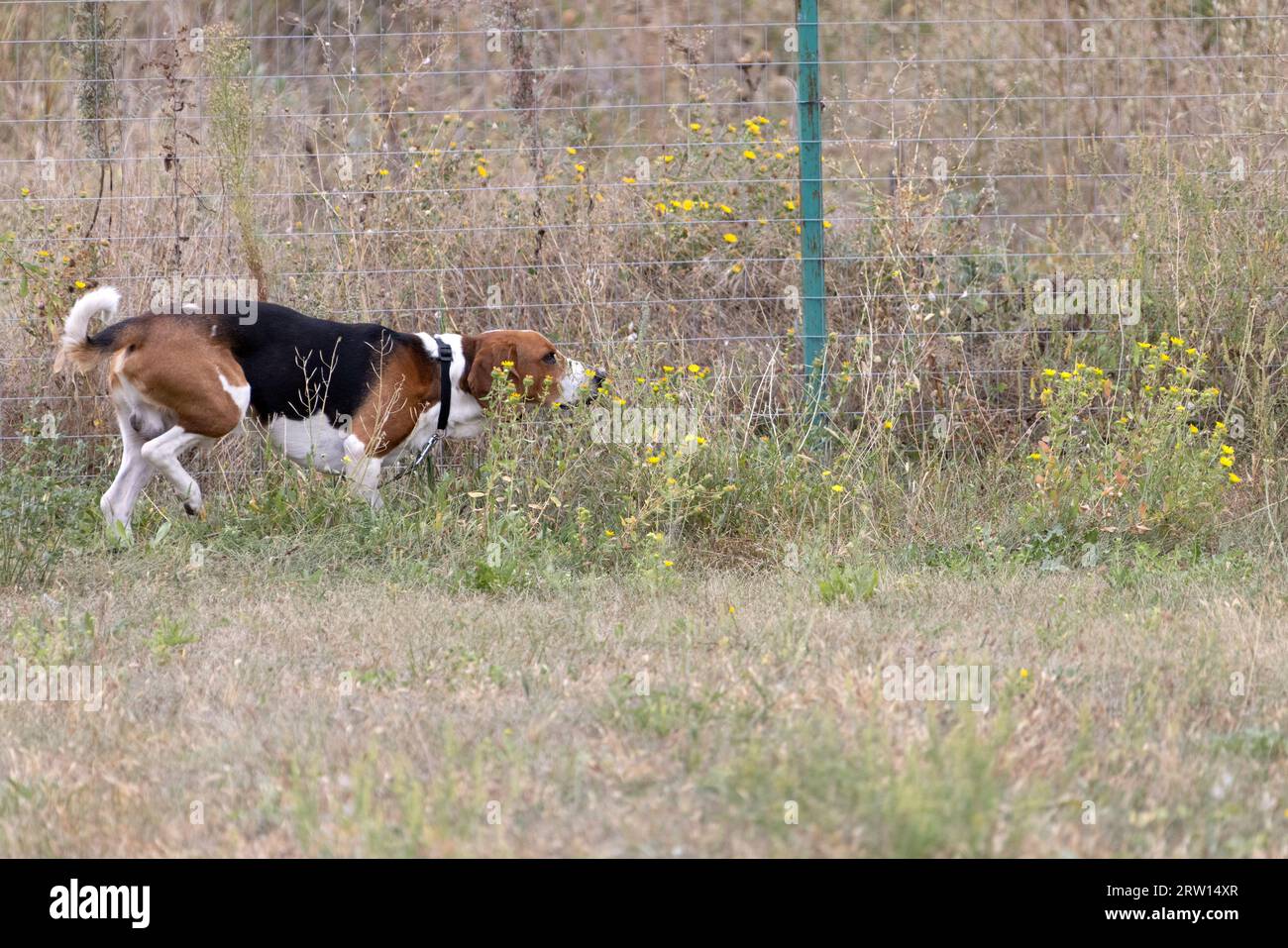 Un cane beagle felice con orecchie fluttuanti corre attraverso l'erba verde autunnale. Beagle attivo che si gode una passeggiata estiva. Un cane al guinzaglio per una passeggiata. Chiudi- Foto Stock