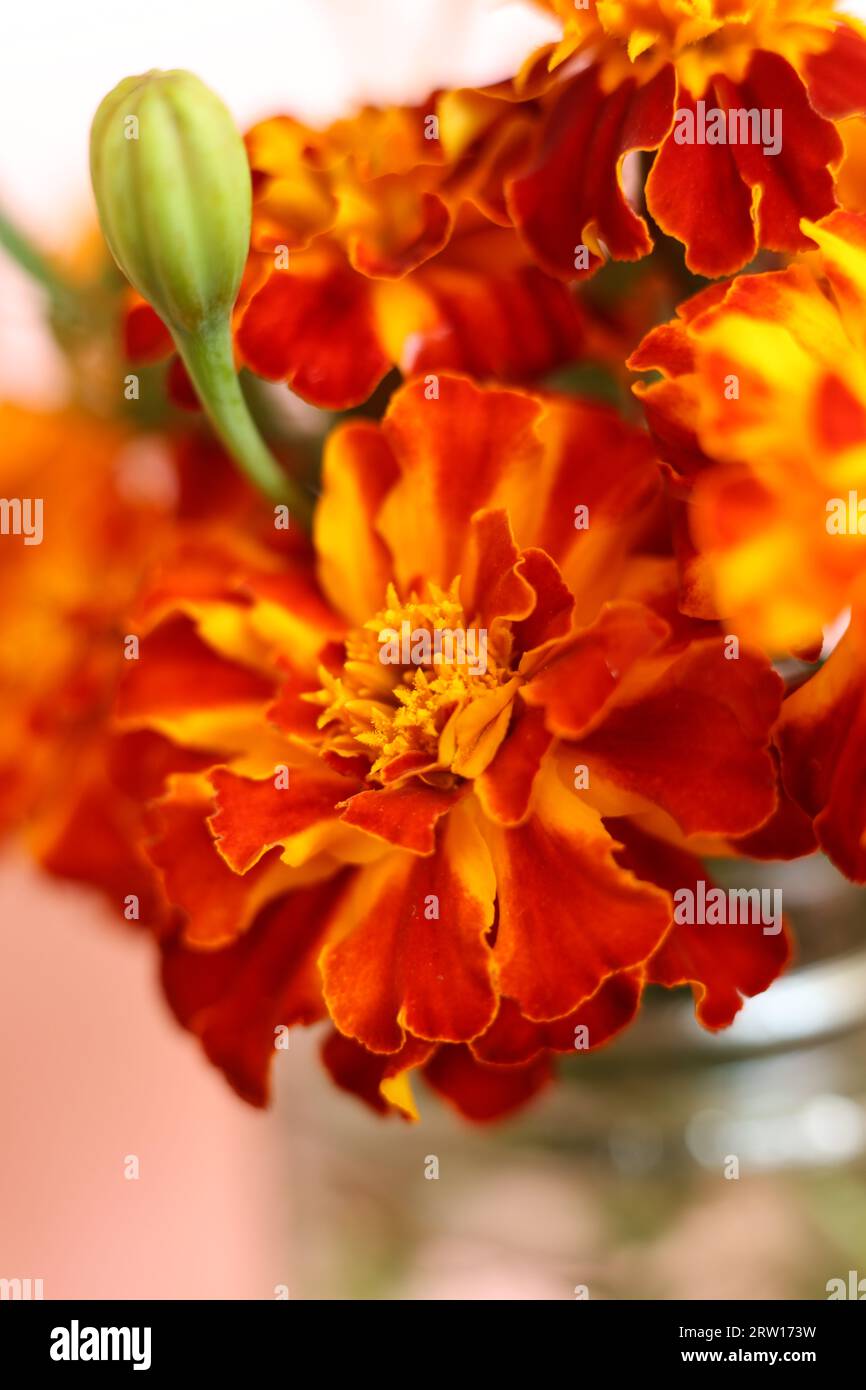 Patula Tagetes rosso brillante e arancione con messa a fuoco selettiva, i fiori di calendula francesi Foto Stock