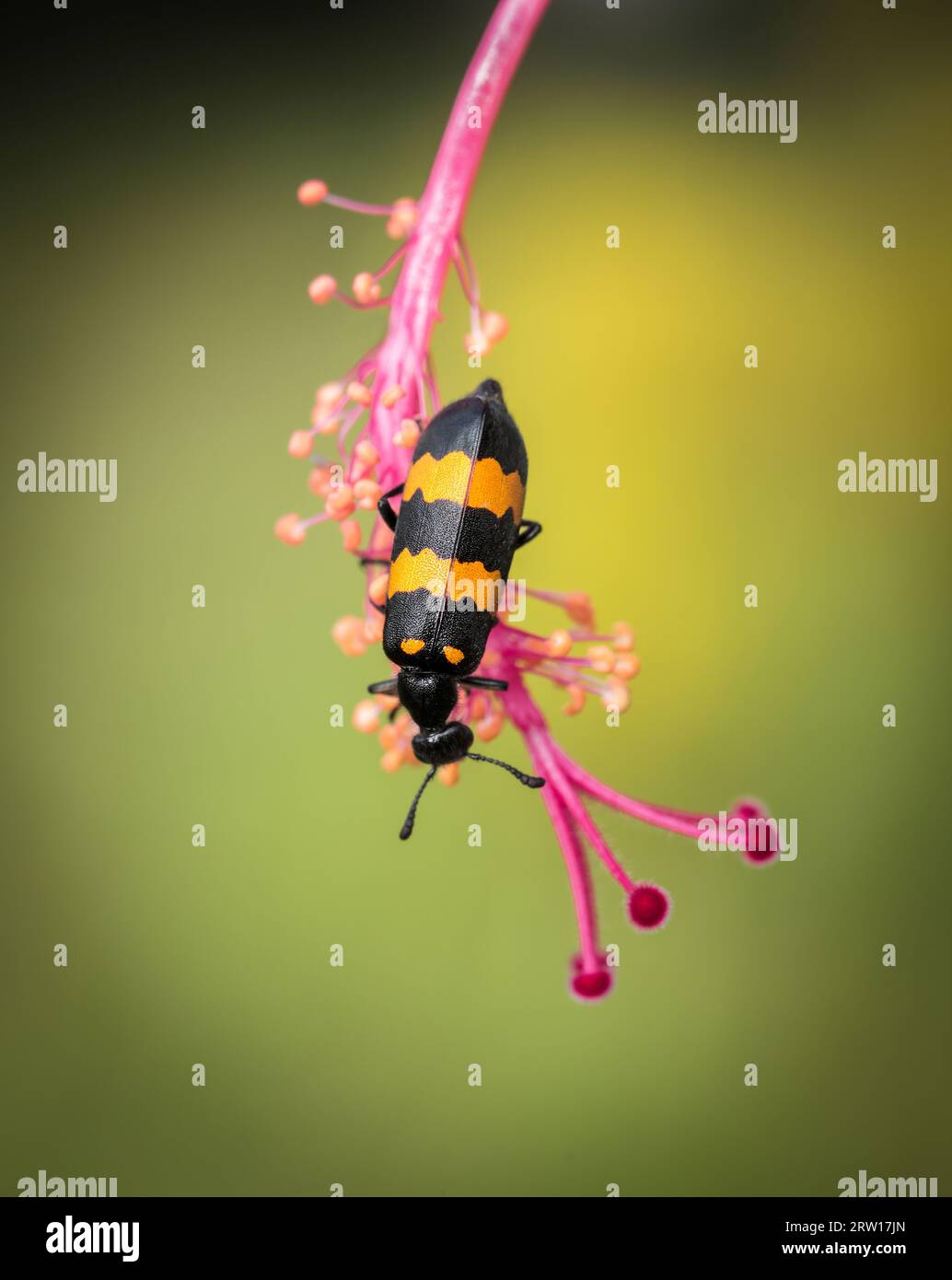 Insetto su un fiore. Questa foto macro di primo piano era tahken dal Bangladesh. Foto Stock