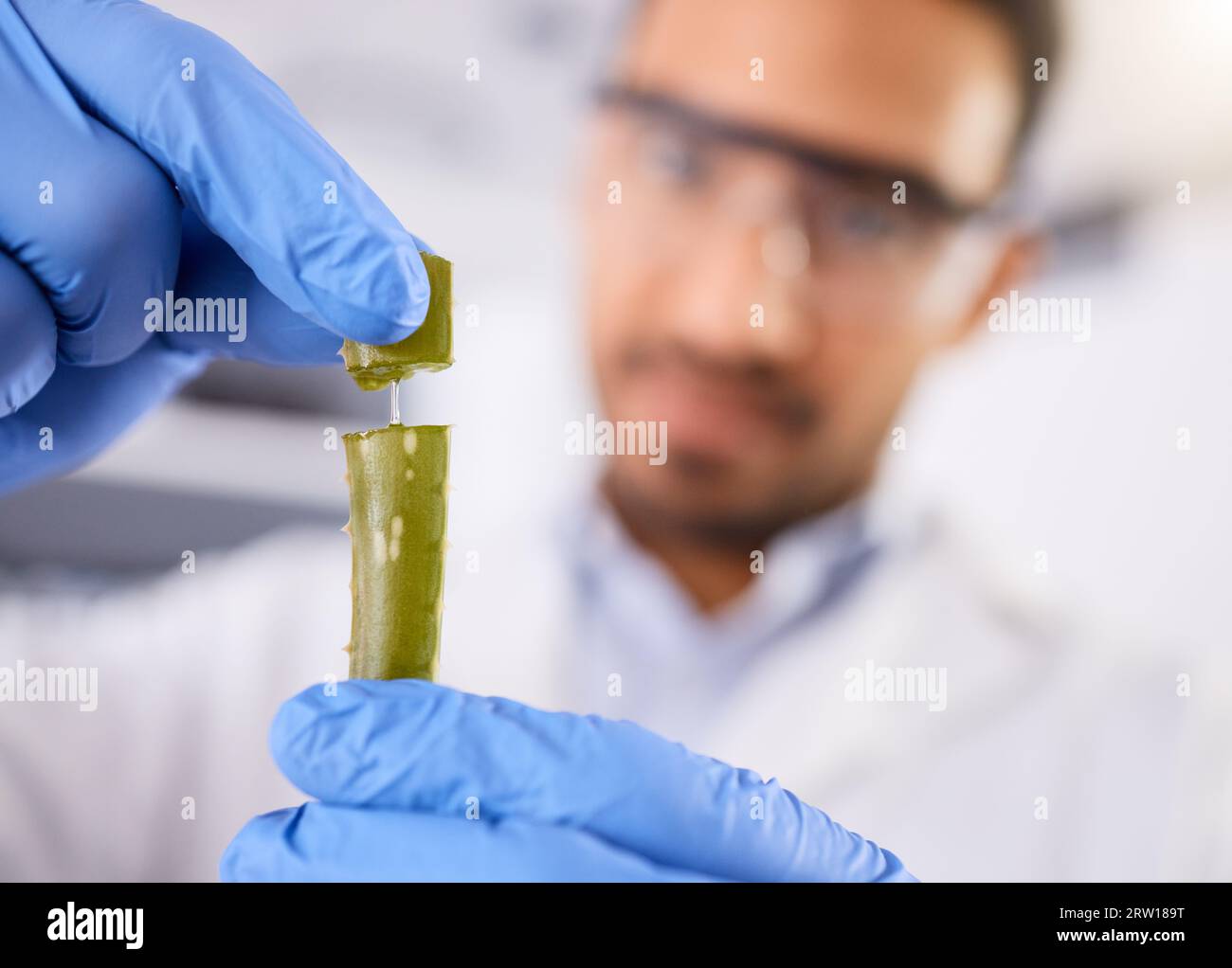 Sfocatura, scienziato o mani con la pianta per la ricerca, il test e l'innovazione per lo studio agricolo con la foglia. Scienza, primo piano di laboratorio o esperto di aloe vera Foto Stock