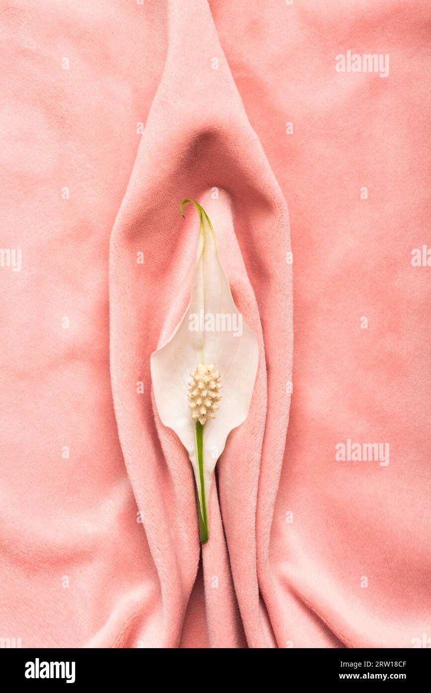 Tessuto molle rosa sotto forma di organi genitali femminili, vulva e labbra, concetto vaginale con fiore delicato. Foto di alta qualità Foto Stock
