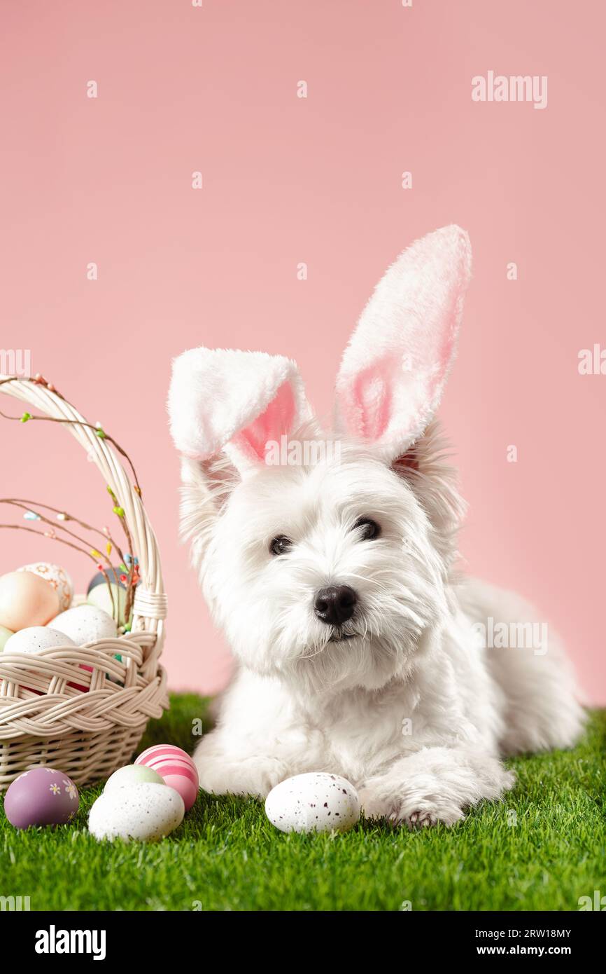 Buona Pasqua. Preparazione per le vacanze. Simpatico cane bianco accanto alle uova di Pasqua colorate. Cartolina di primavera. Foto di alta qualità Foto Stock