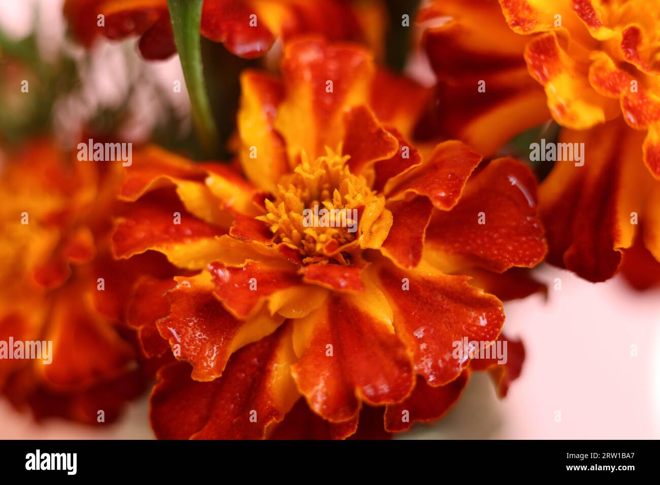 Patula Tagetes rosso brillante e arancione con messa a fuoco selettiva, i fiori di calendula francesi Foto Stock