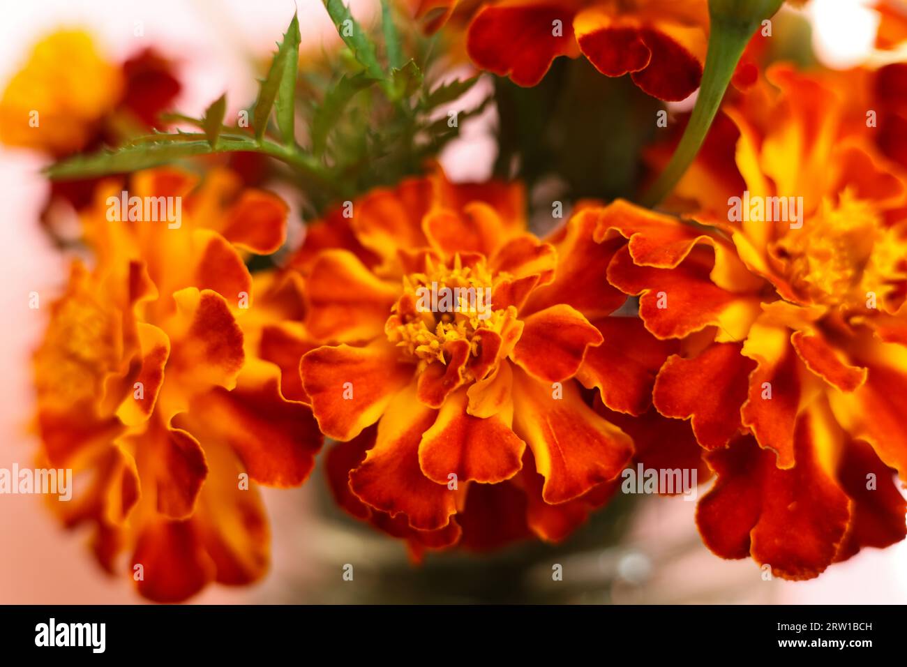 Patula Tagetes rosso brillante e arancione con messa a fuoco selettiva, i fiori di calendula francesi Foto Stock