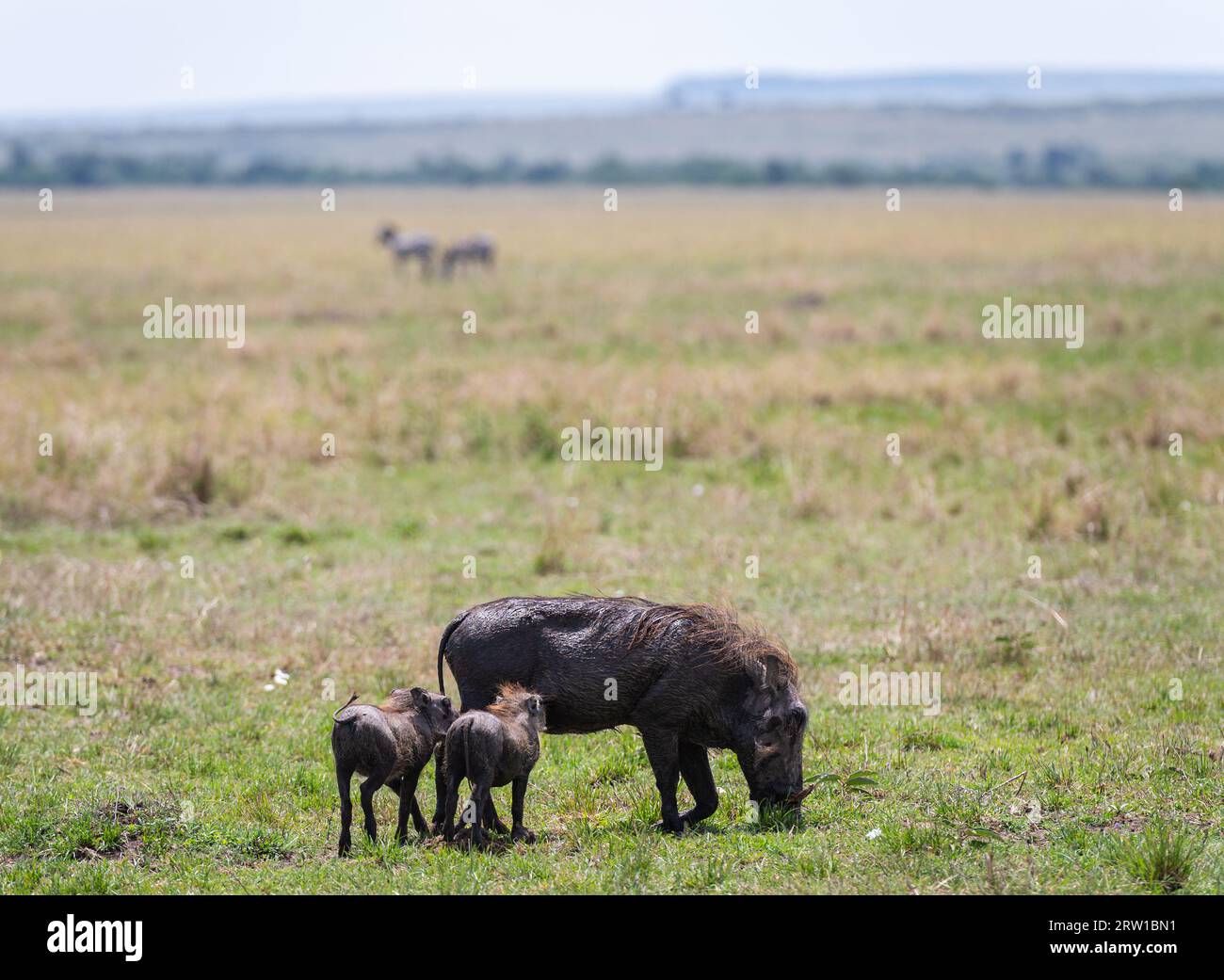 Cinghiale o warthog dalla savana a masaimara, Kenya Foto Stock
