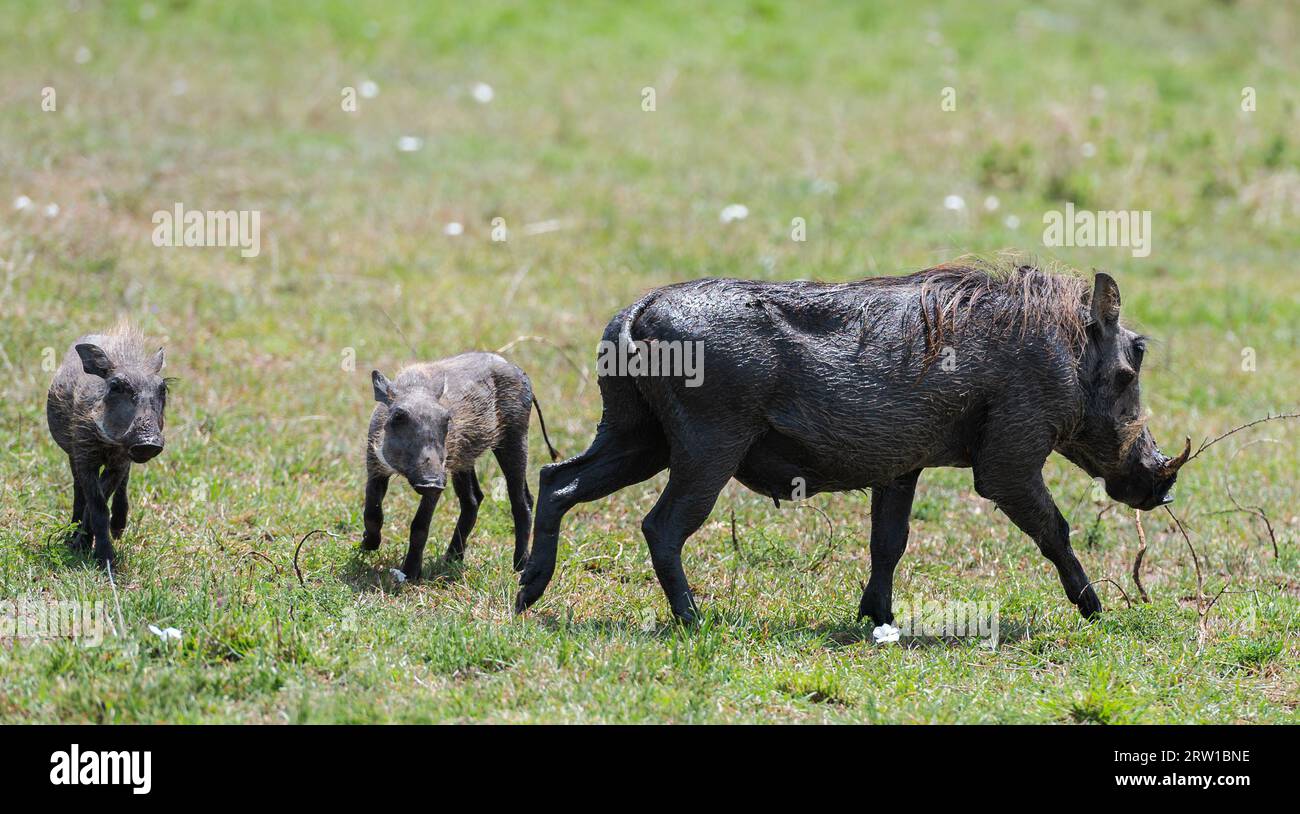 Cinghiale o warthog dalla savana a masaimara, Kenya Foto Stock