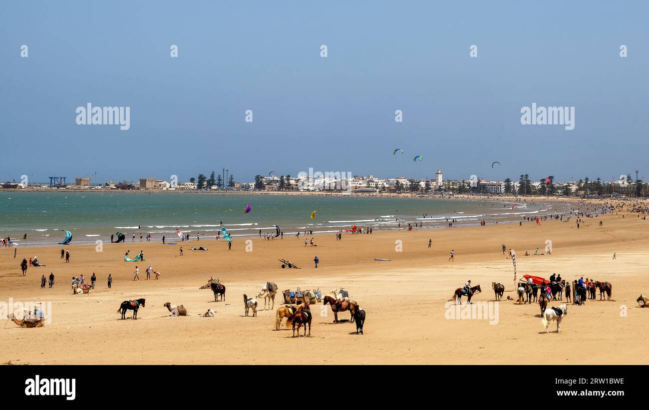 Essaouira, Marocco: Vista panoramica sulla spiaggia con sullo sfondo la città vecchia. Popolare destinazione marocchina per il windsurf e il kitesurf Foto Stock