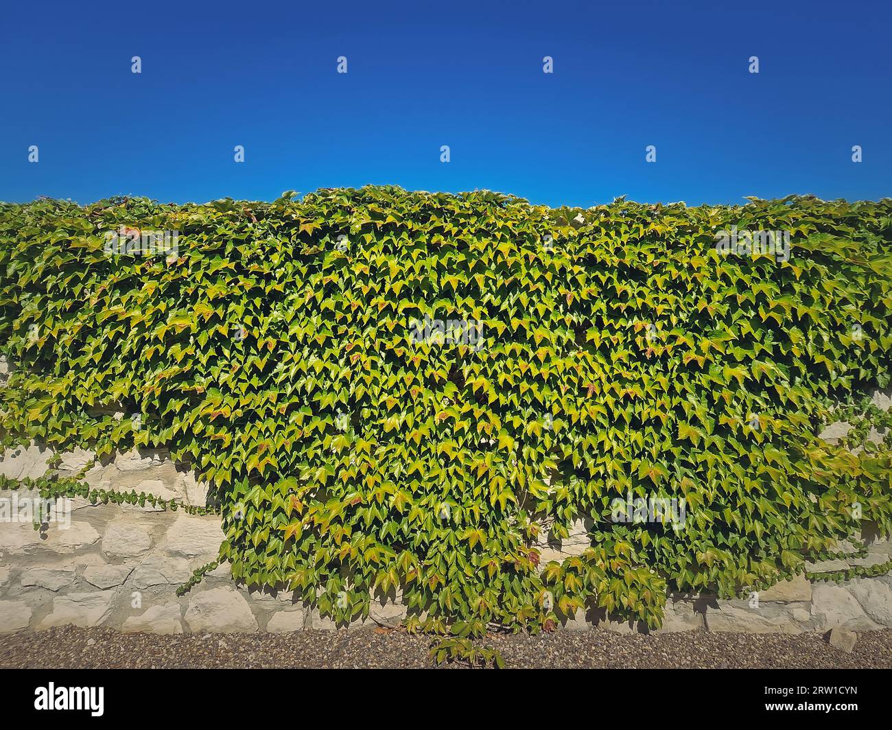 Consistenza di un muro che cresce con viti selvatiche. Ravvicinare il fogliame verde su una muratura di pietra su sfondo blu cielo Foto Stock